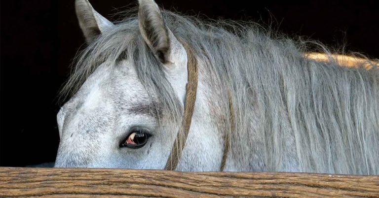 Optical Illusion: Can You Find The Hidden Horse in 8 Seconds? - Featured image