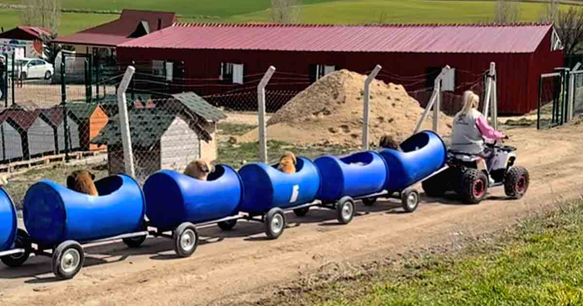 Sanctuary Owner Builds ‘Dog Train’ To Take Disabled Dogs On The Walks ...
