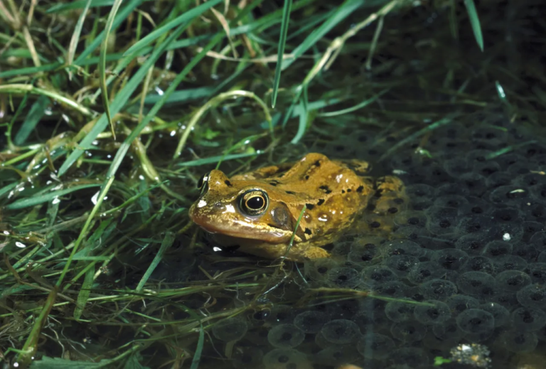 Female frogs fake their own death to avoid male mating advances, study says - Featured image