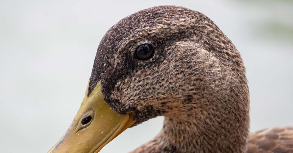 Mistreated Ducks See Water for First Time, and Even Rescuers Weren’t Ready For Their Reaction - Featured image