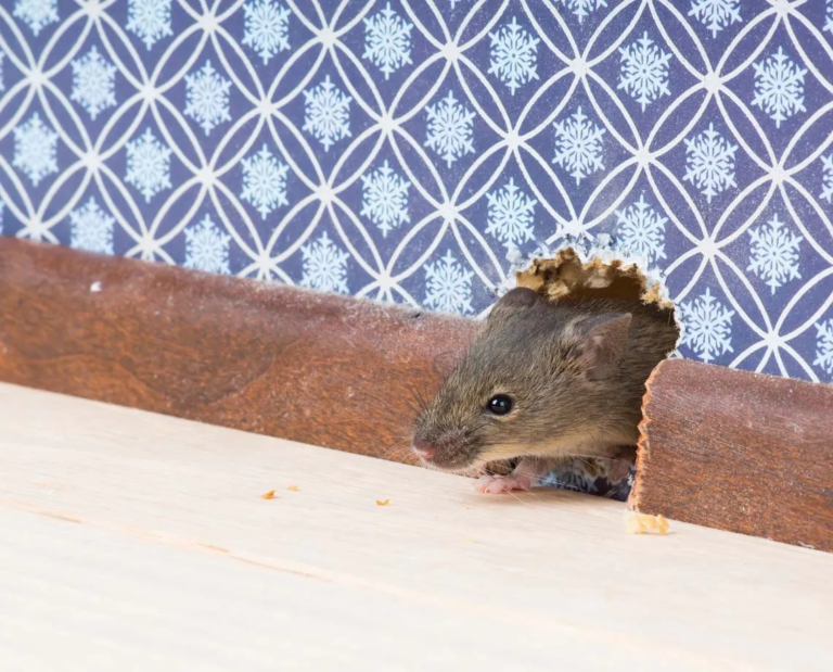 10 Telltale Signs of Mice to Never Ignore - Featured image