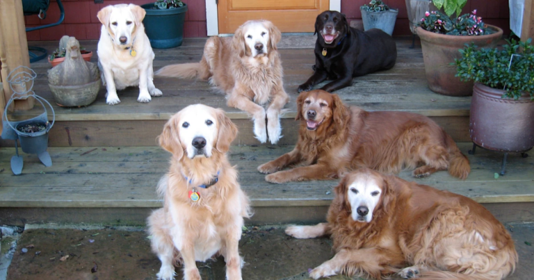 Why senior dogs, often the last to be adopted, make great pets - Featured image