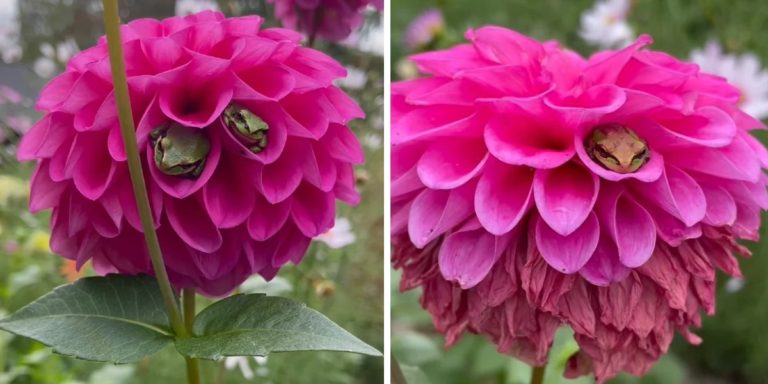 Woman Discovers That Her Flowers Have Become A Hotel For Frogs - Featured image