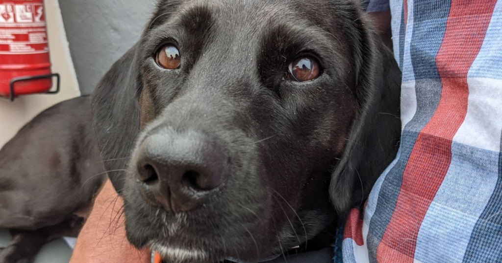 Airline Mix-Up Sent Couple’s Dog To Saudi Arabia Instead Of Nashville - Featured image