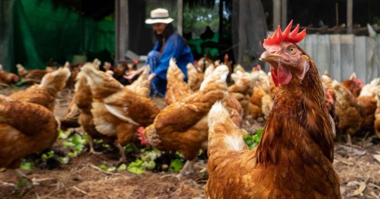 Why Are Millennials Embracing Homesteading? - Featured image