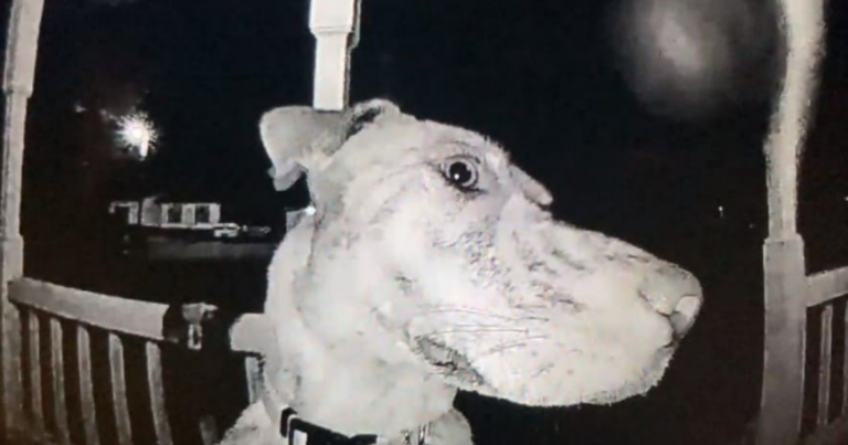 Missing dog rings doorbell at 3 am to let her family know she’s home - Featured image