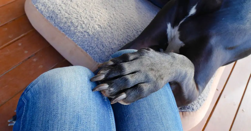 Here’s Why Your Dog Randomly Puts His Paw on You - Featured image