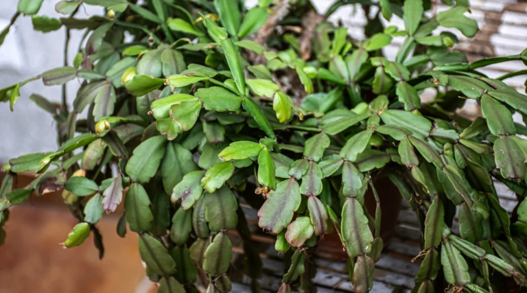 Signs Your Christmas Cactus Needs Repotting - Featured image