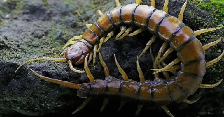 Influencer Dies After Live Stream Of Him Eating Poisonous Centipedes - Featured image