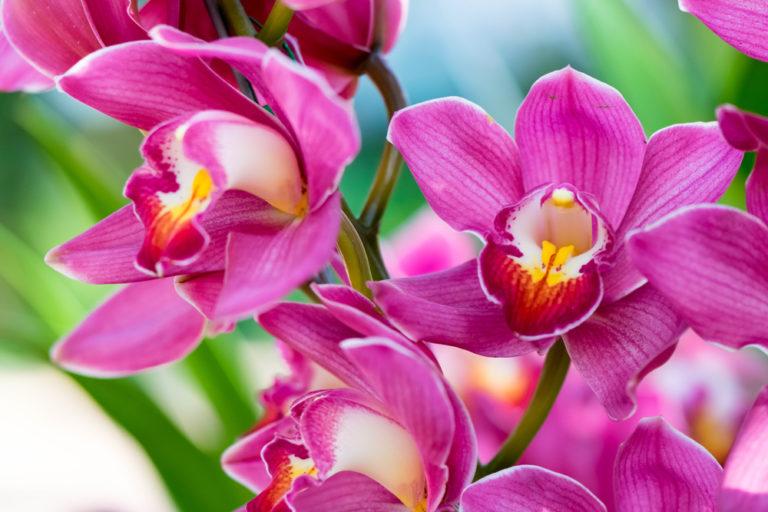 Unveiling the Mysteries of Orchids: Nine Fascinating Insights - Featured image