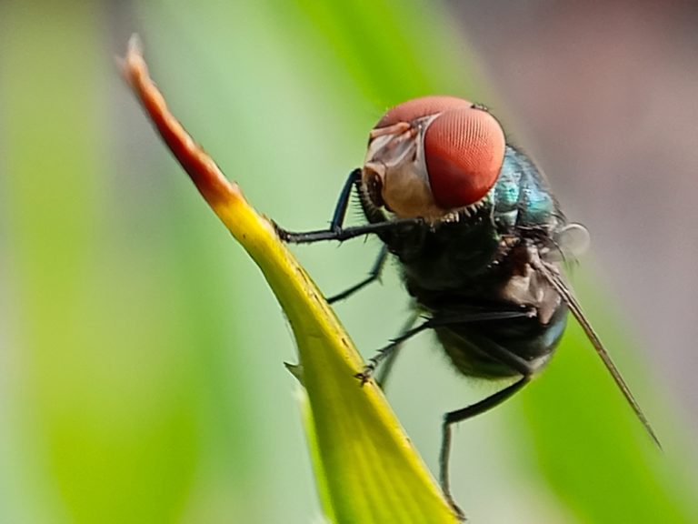 Scientists Resurrect a 140-Million-Year-Old Gene in Mutant Fruit Flies - Featured image