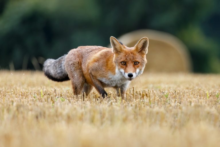 The Most Fox-Populated States in the U.S. - Featured image