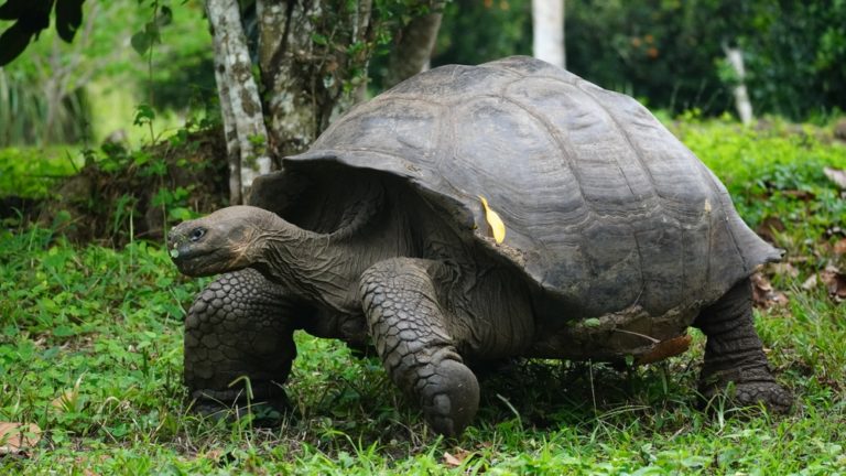 Worlds Most Patient Pet Owner? Man Takes  Giant Tortoise For Walk In Tokyo - Featured image