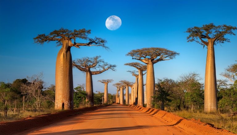 A Photographer Spent 14 Years Capturing Earth’s Oldest Trees - Featured image