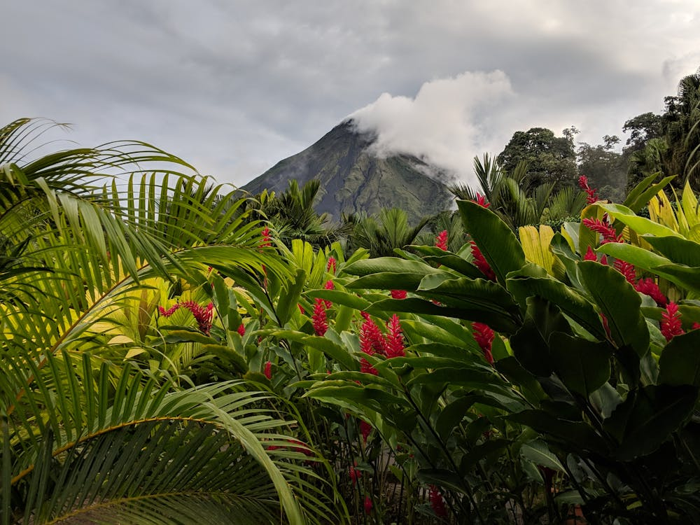 Green and Red Flowers Near Mountain Under White Clouds