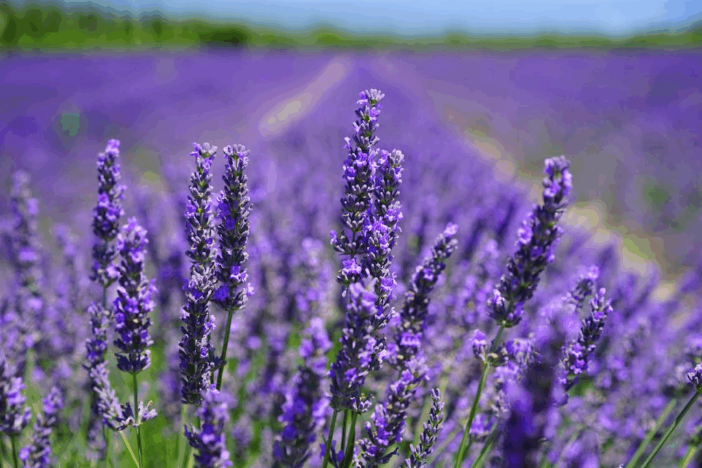 lavender field