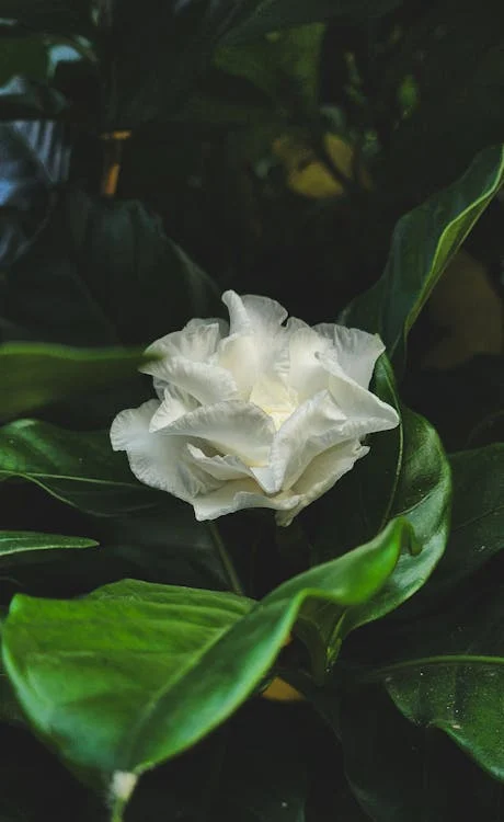 Gardenia fowers