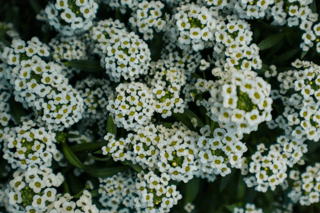 Sweet Alyssum flowers