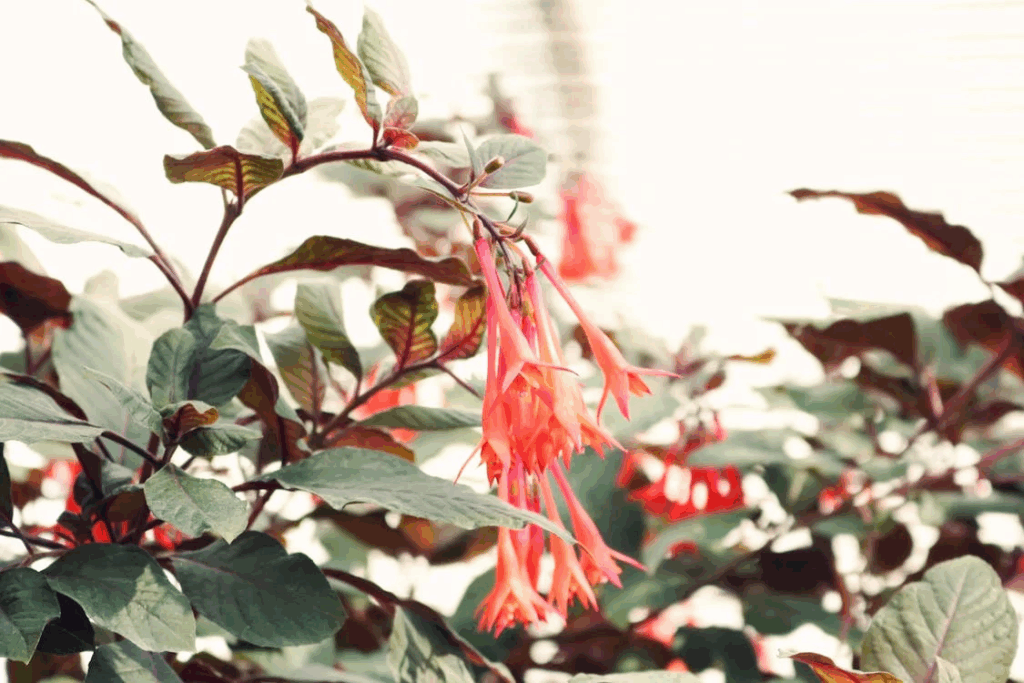 Honeysuckle flowers