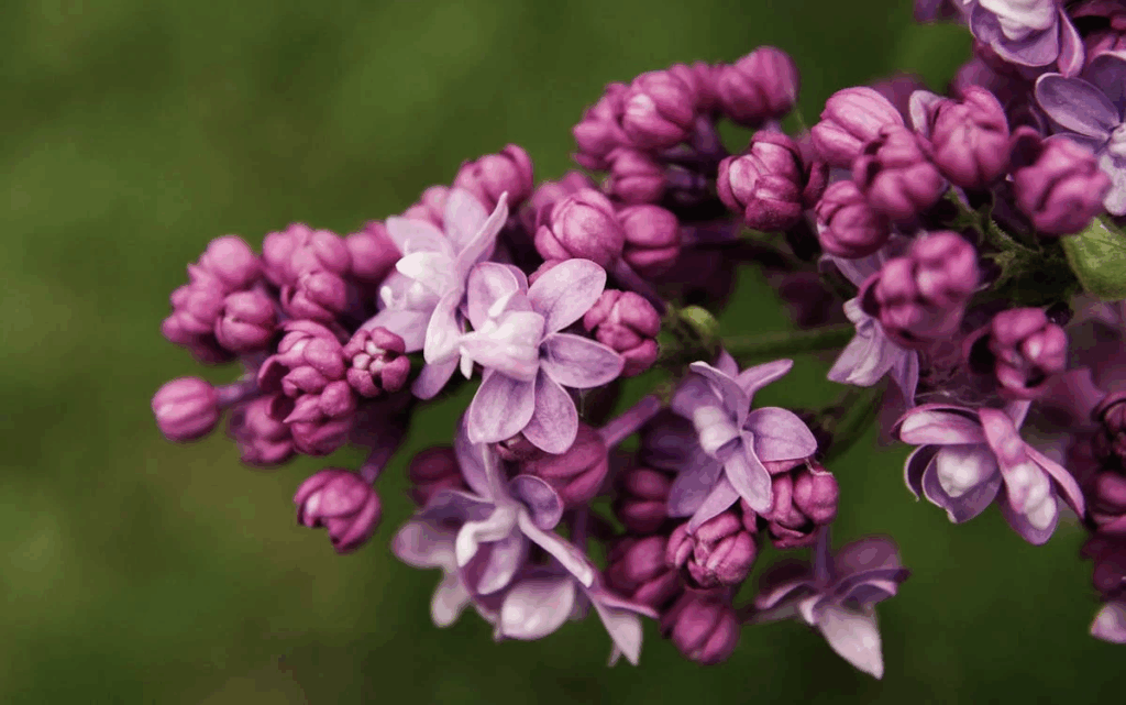 Lilac flowers