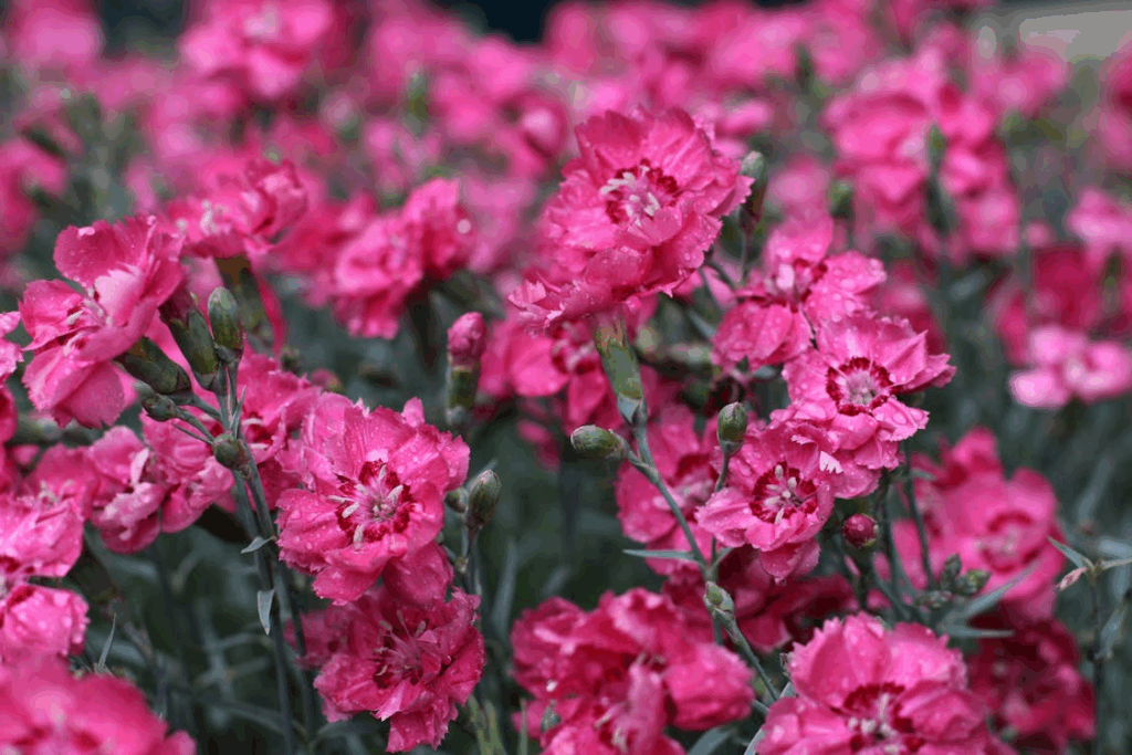 Dianthus flowers