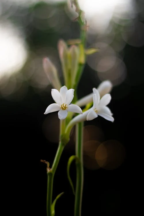 Tuberose flowers