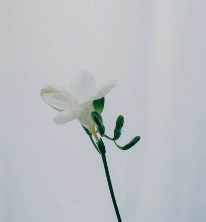 Freesia flowers