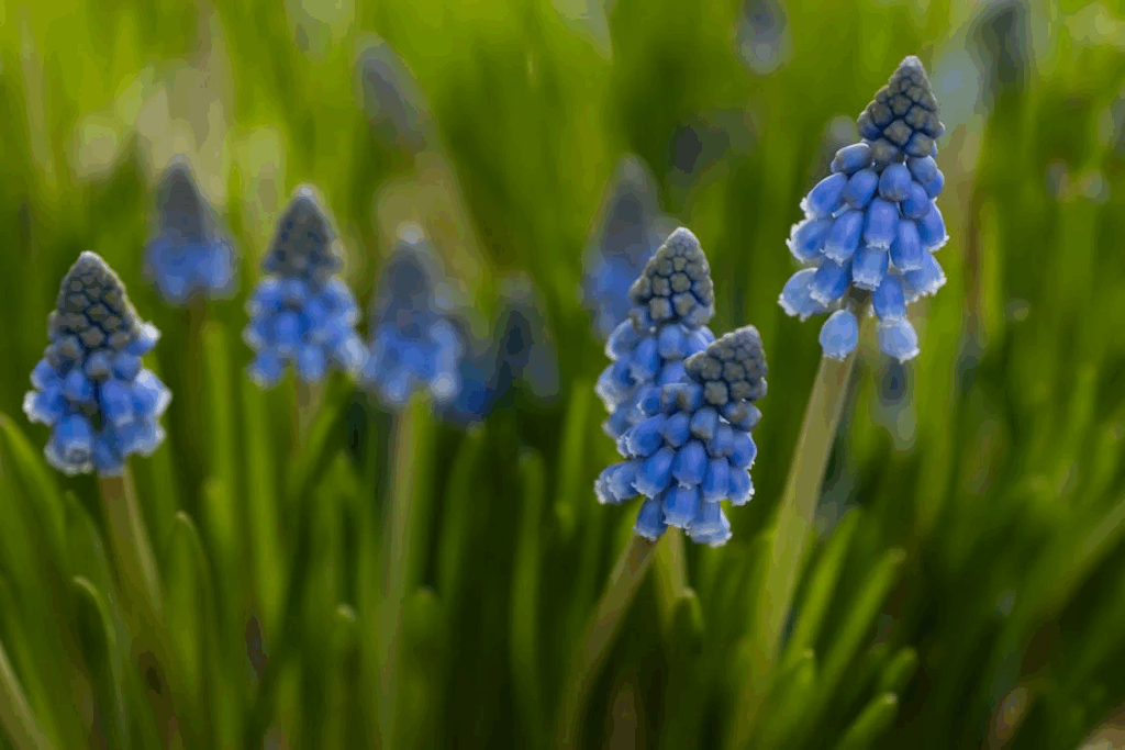Hyacinth flowers