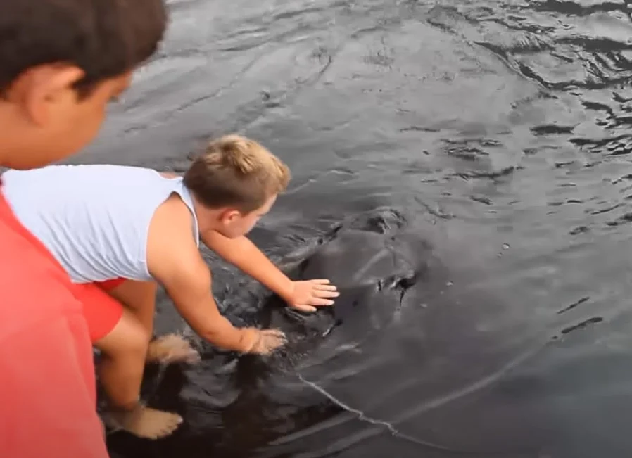 boy touches stingray