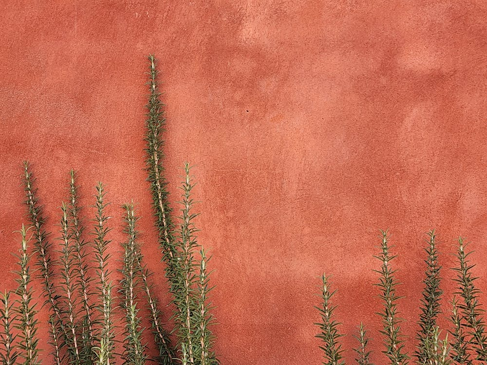 rosemary growing on wall