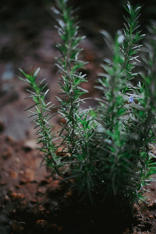Green Shoots of Rosemary