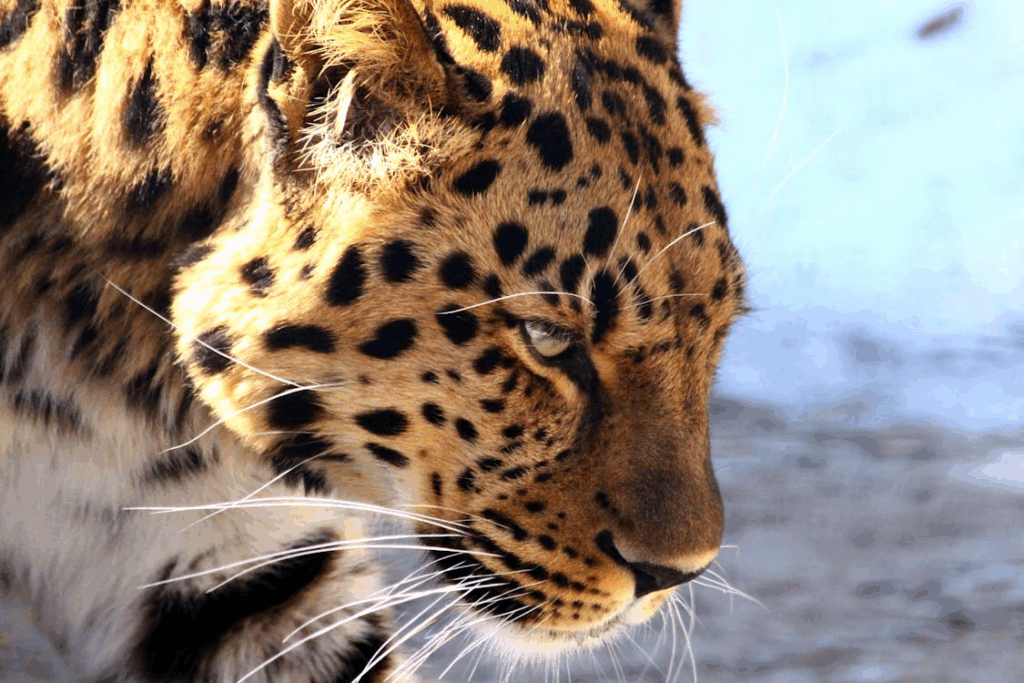 closeup of spotted cat