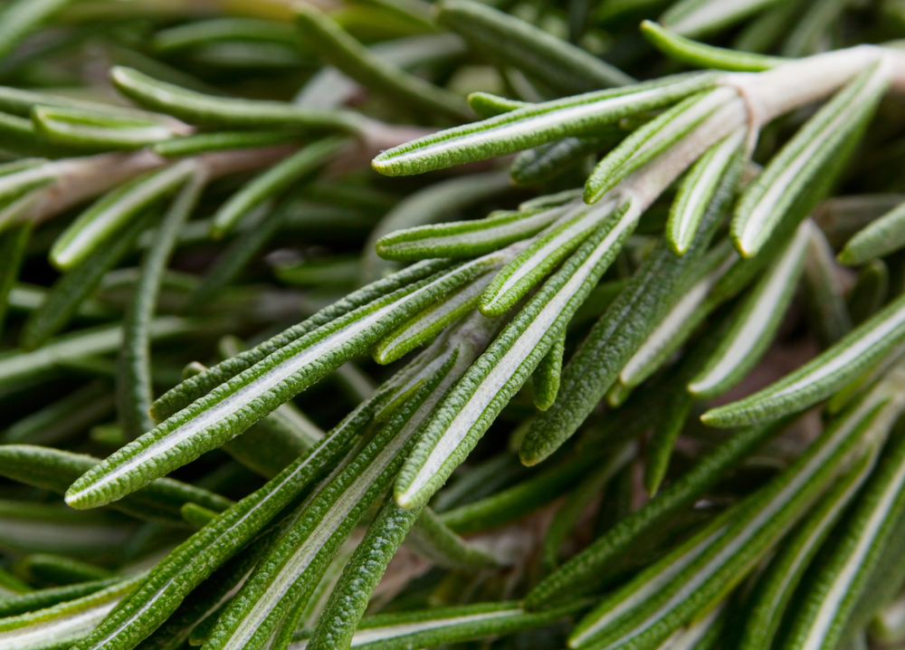 Rosemary herb closeup view background