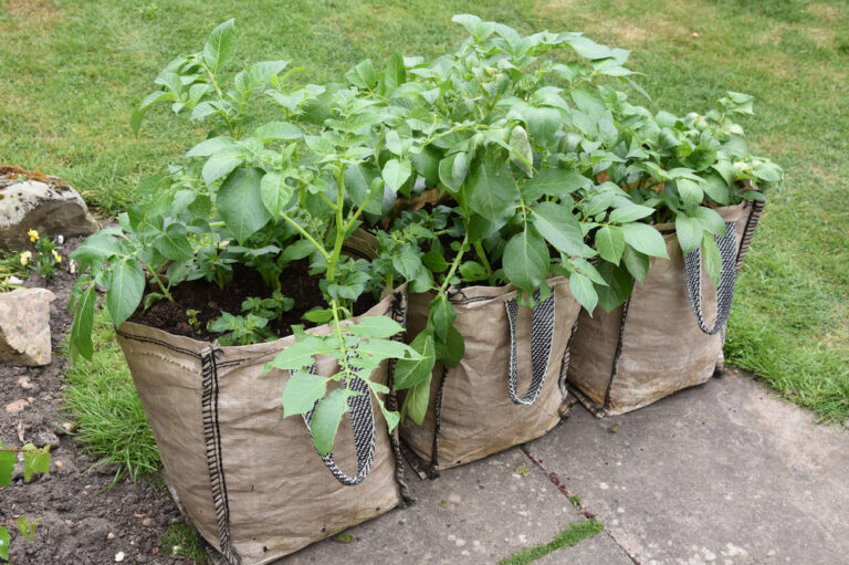 15 Expert Potato Growing Hacks That Can Triple Your Harvest - Featured image