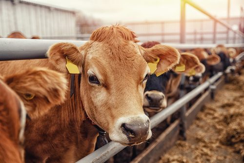 Portrait cows red jersey stand in stall eating hay. Dairy farm livestock industry.