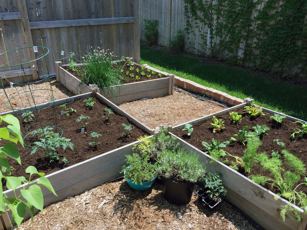 This small urban backyard garden contains square raised planting beds for growing vegetables and herbs throughout the summer. Brick edging is used to keep grass out, and mulch helps keep weeds down.