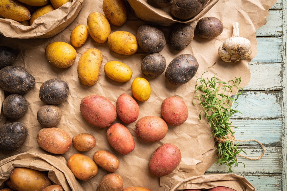 Various varieties of new colorful, white, red and purple potatoes in paper bags on white wooden background, top view