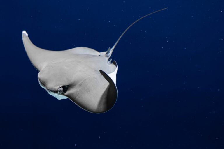 This Giant Stingray’s Morning Routine With a Little Boy Has Melted 59 Million Hearts - Featured image