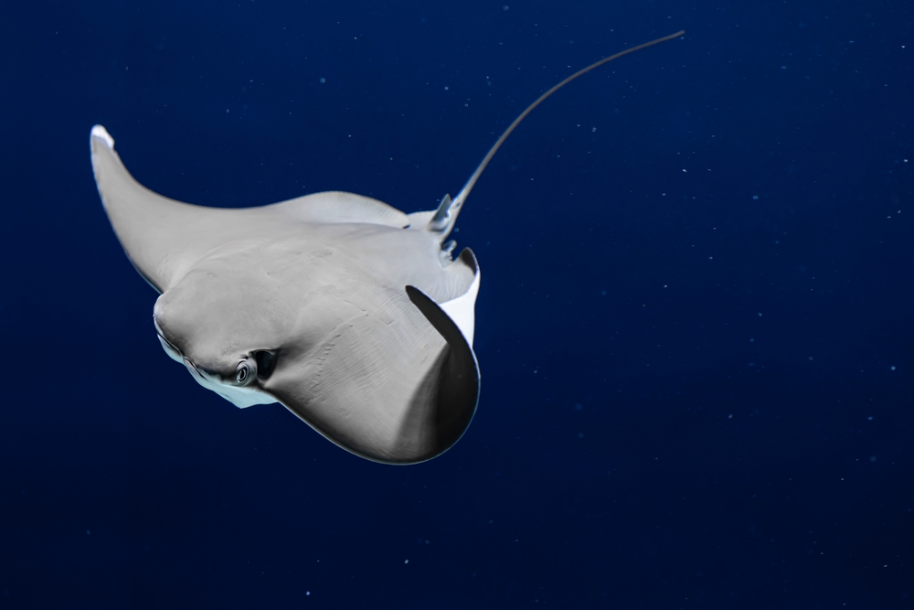 Close up of a swimming stingray