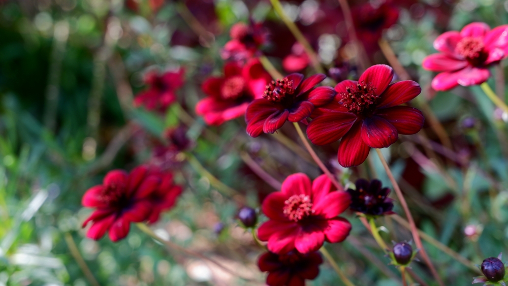 The chocolate cosmos flower has a distinctive reddish-brown color.