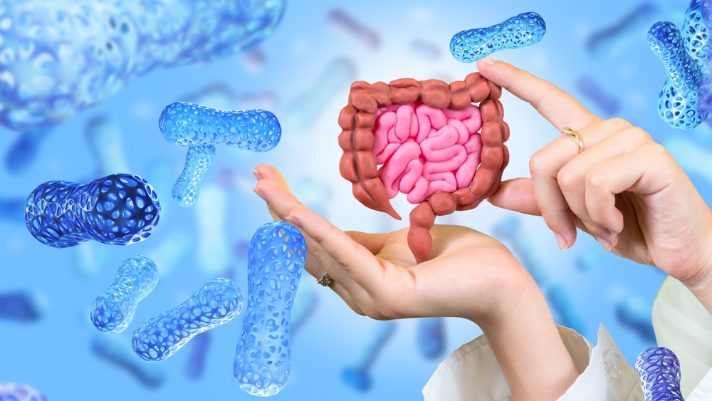 Intestine in hands. Microbiome of digestive system. Probiotic treatment. Probiotic cells for immunity. Digestive health. Studying action of probiotics. Microflora of intestinal tract