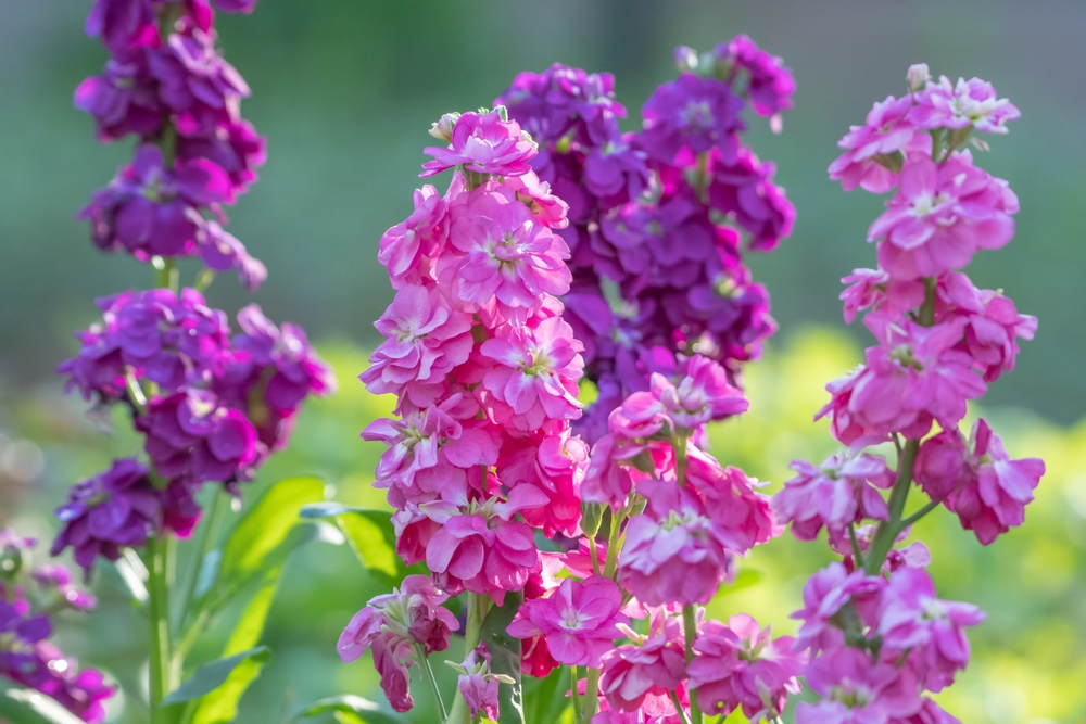 Stock flowers