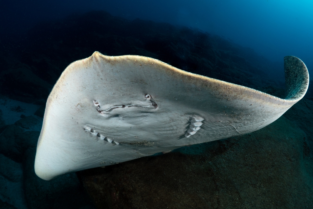 Spiny butterfly Ray - Gymnura Altavela