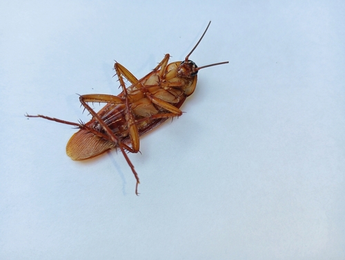 Dead cockroaches sprayed with insecticide. When cockroaches die, they release a chemical known as oleic acid and has a moldy smell that other living cockroaches are attracted to.