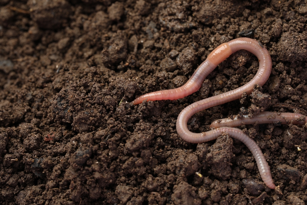 Two earthworms on wet soil.