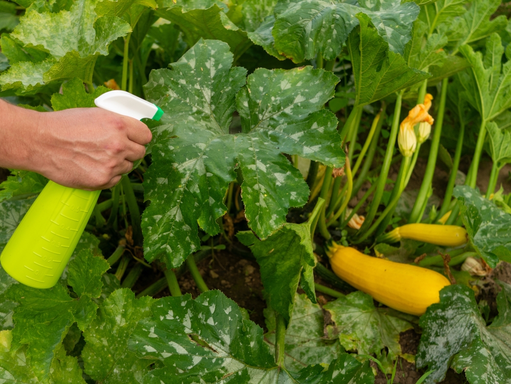 Treating powdery mildew on a zucchini plant. Using no pesticide, made with water, green soap and vinegar.