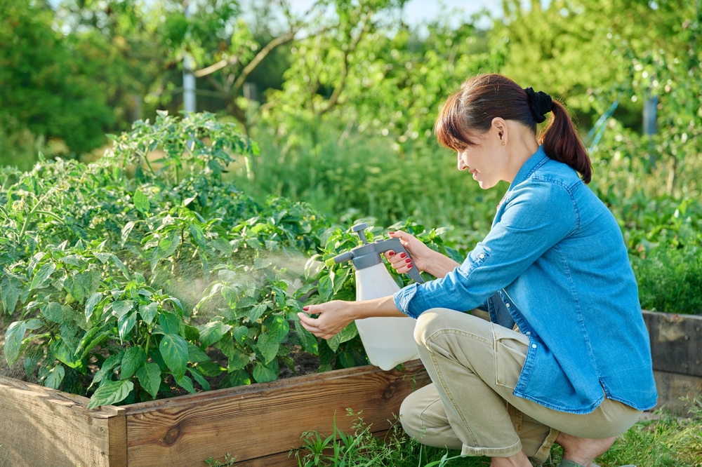Gardener woman with spray gun spraying sweet bell pepper plant in garden