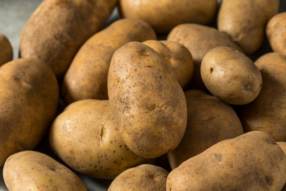 Organic potatoes in a selection of freshly harvested ripe vegetable placed in country style wicker baskets. Considered a staple food, potatoes are a starchy root vegetable rich in carbohydrates.