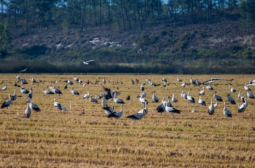 Rice fields full of storks on the Portuguese Atlantic coast at Comporta