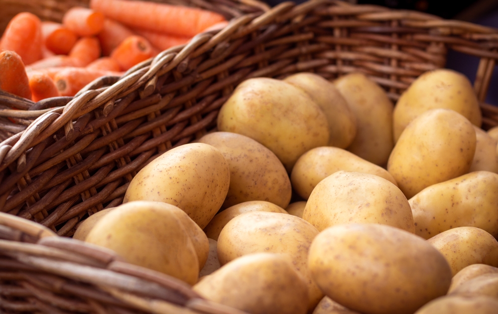 Organic potatoes in a selection of freshly harvested ripe vegetable placed in country style wicker baskets. Considered a staple food, potatoes are a starchy root vegetable rich in carbohydrates.